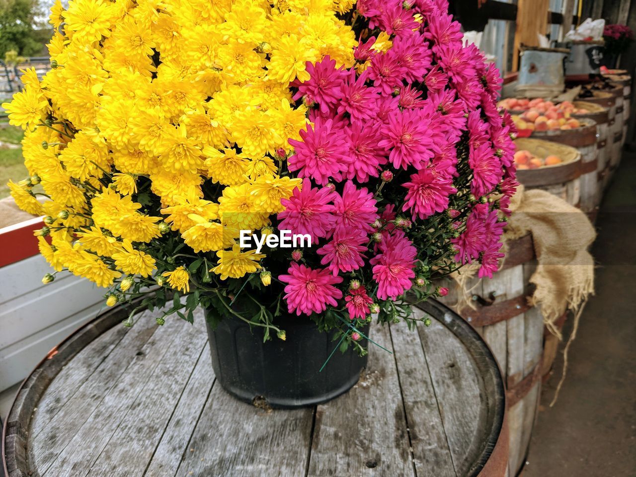 CLOSE-UP OF YELLOW FLOWERS HANGING ON THE WALL