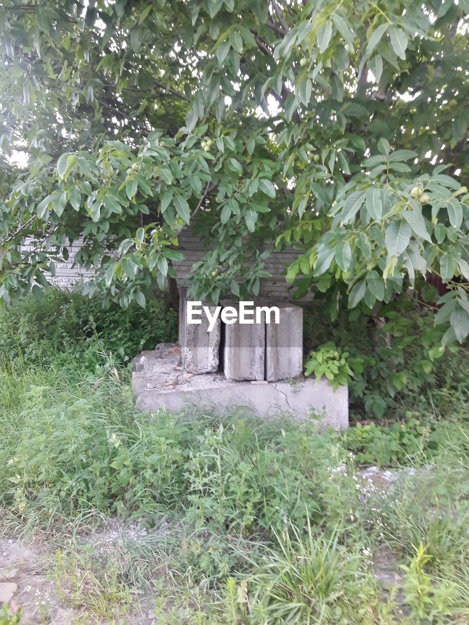 SMALL PLANTS GROWING ON FIELD BY TREE