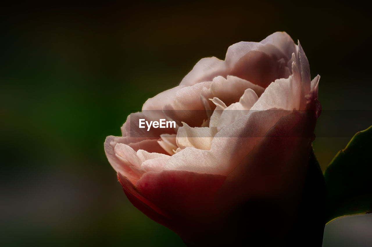 Close-up of rose flower against black background