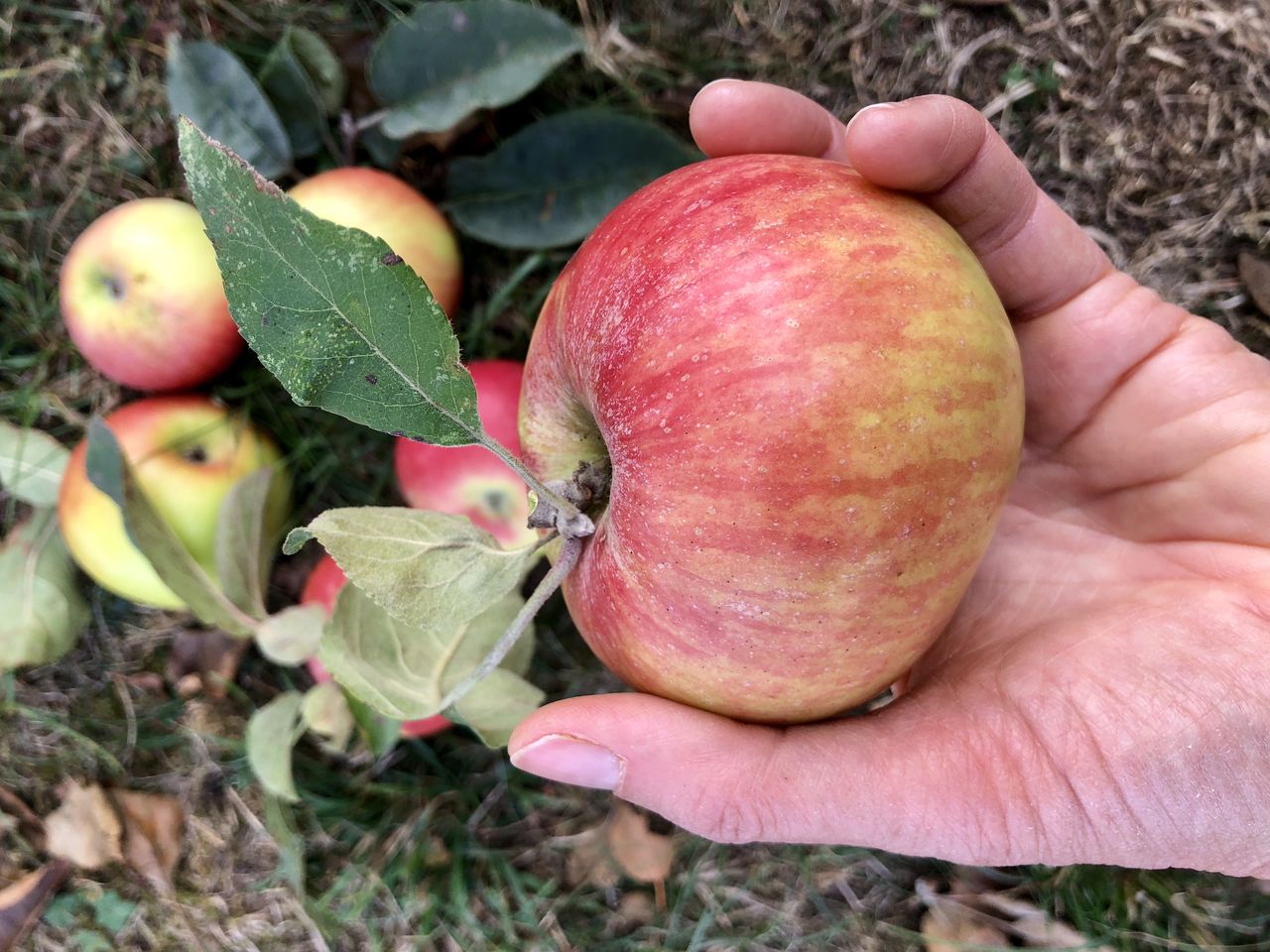 CLOSE-UP OF HAND HOLDING APPLES IN FARM