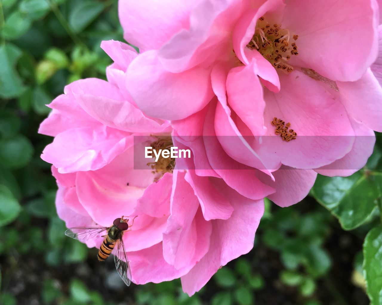 Close-up of bee pollinating on pink rose