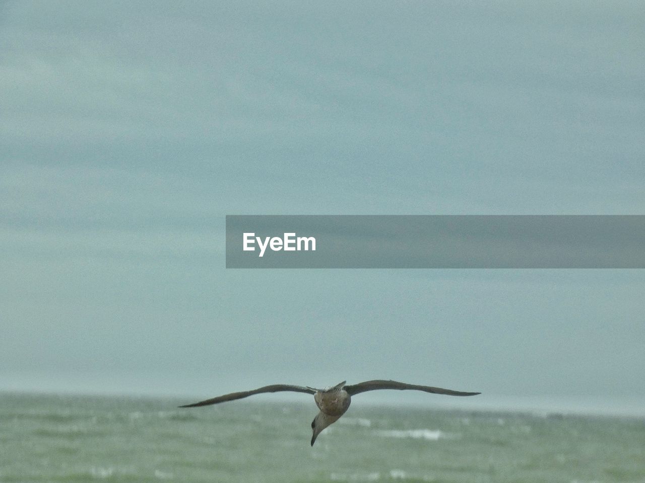 SEAGULL FLYING IN SKY