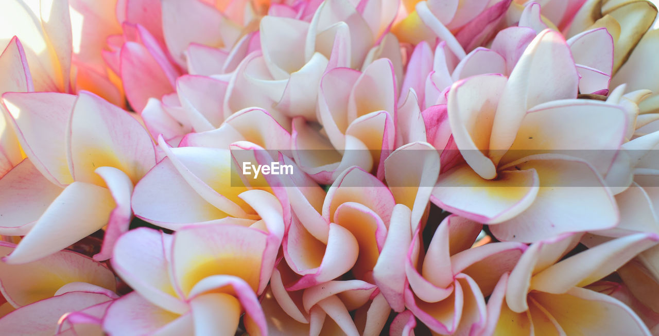 CLOSE-UP OF PINK FLOWERS