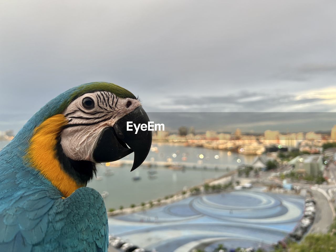 animal themes, animal, bird, pet, one animal, animal wildlife, parrot, nature, sky, wildlife, focus on foreground, animal body part, travel destinations, blue, architecture, outdoors, no people, close-up, day, city, beak, cloud, portrait
