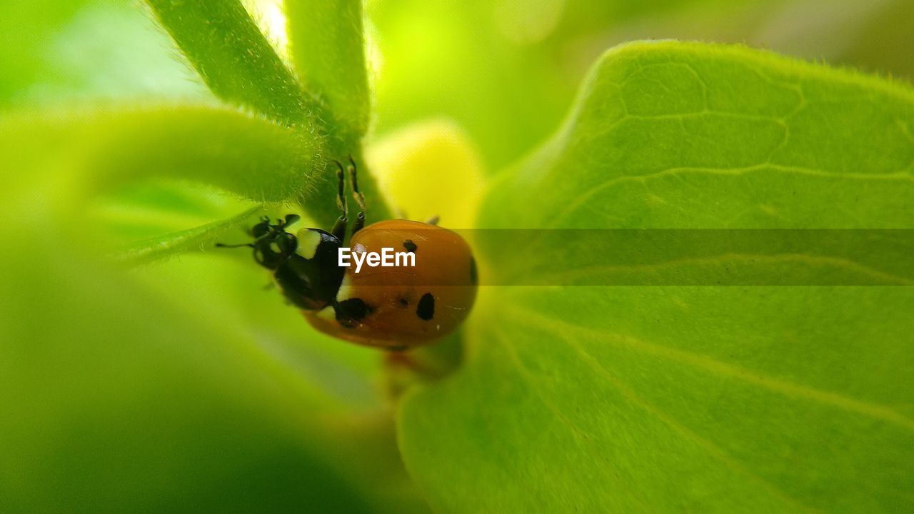 CLOSE-UP OF LADYBUG ON GREEN PLANT