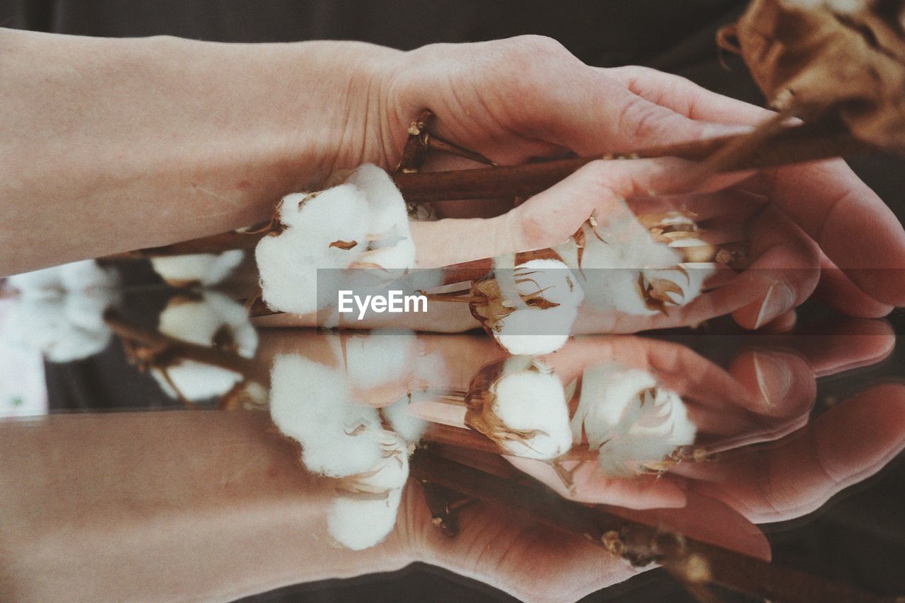 Close-up of woman hand holding cotton flower