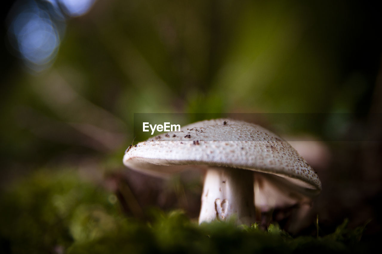 CLOSE-UP OF FLY AGARIC MUSHROOM