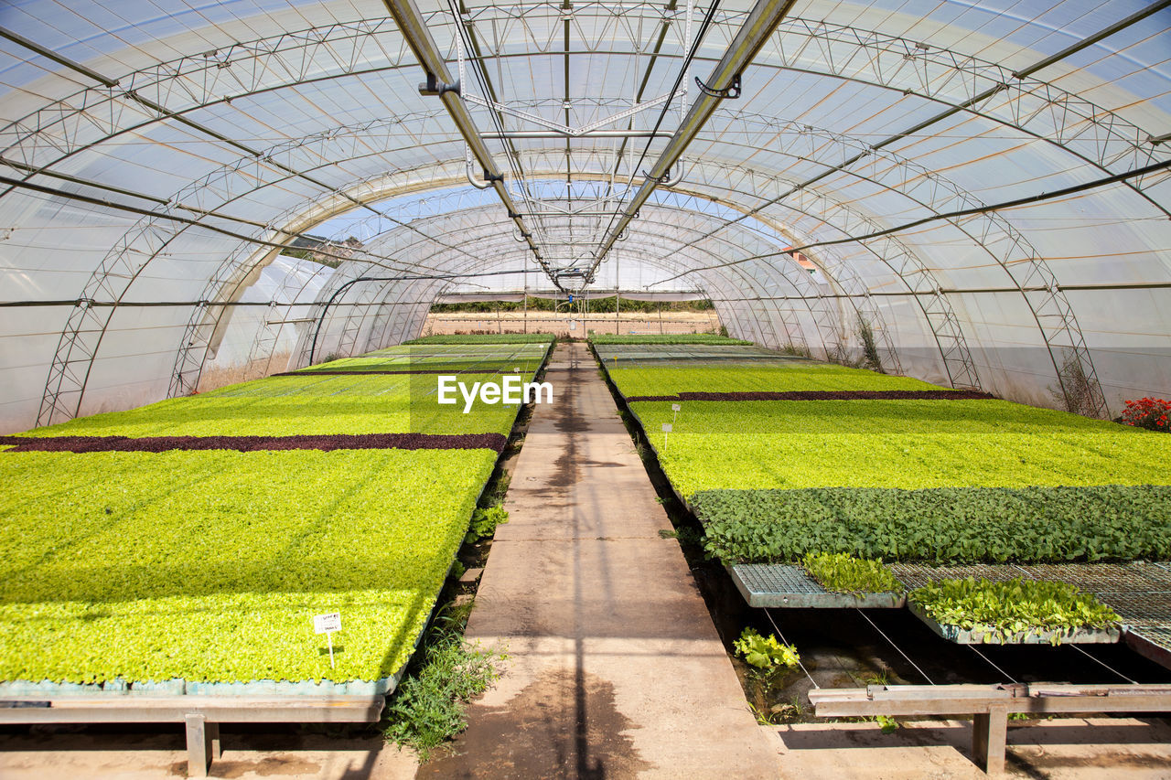 PLANTS IN GREENHOUSE