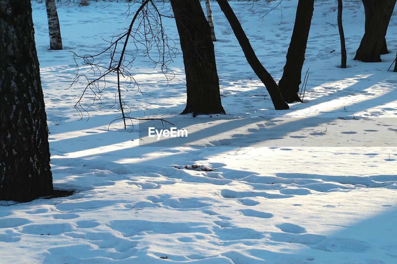 Snow covered trees on landscape