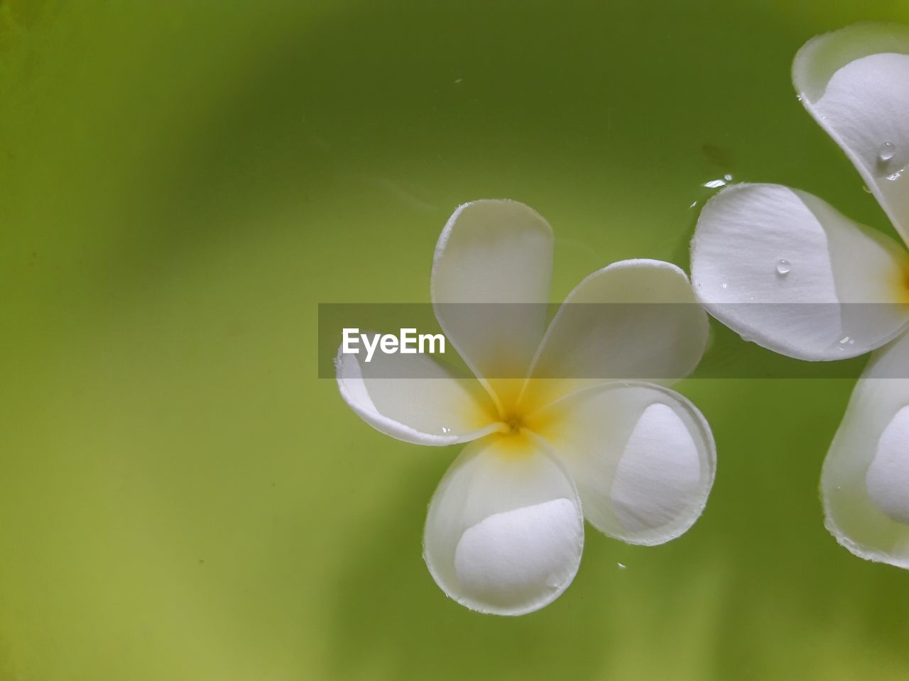 CLOSE-UP OF WHITE WATER LILY