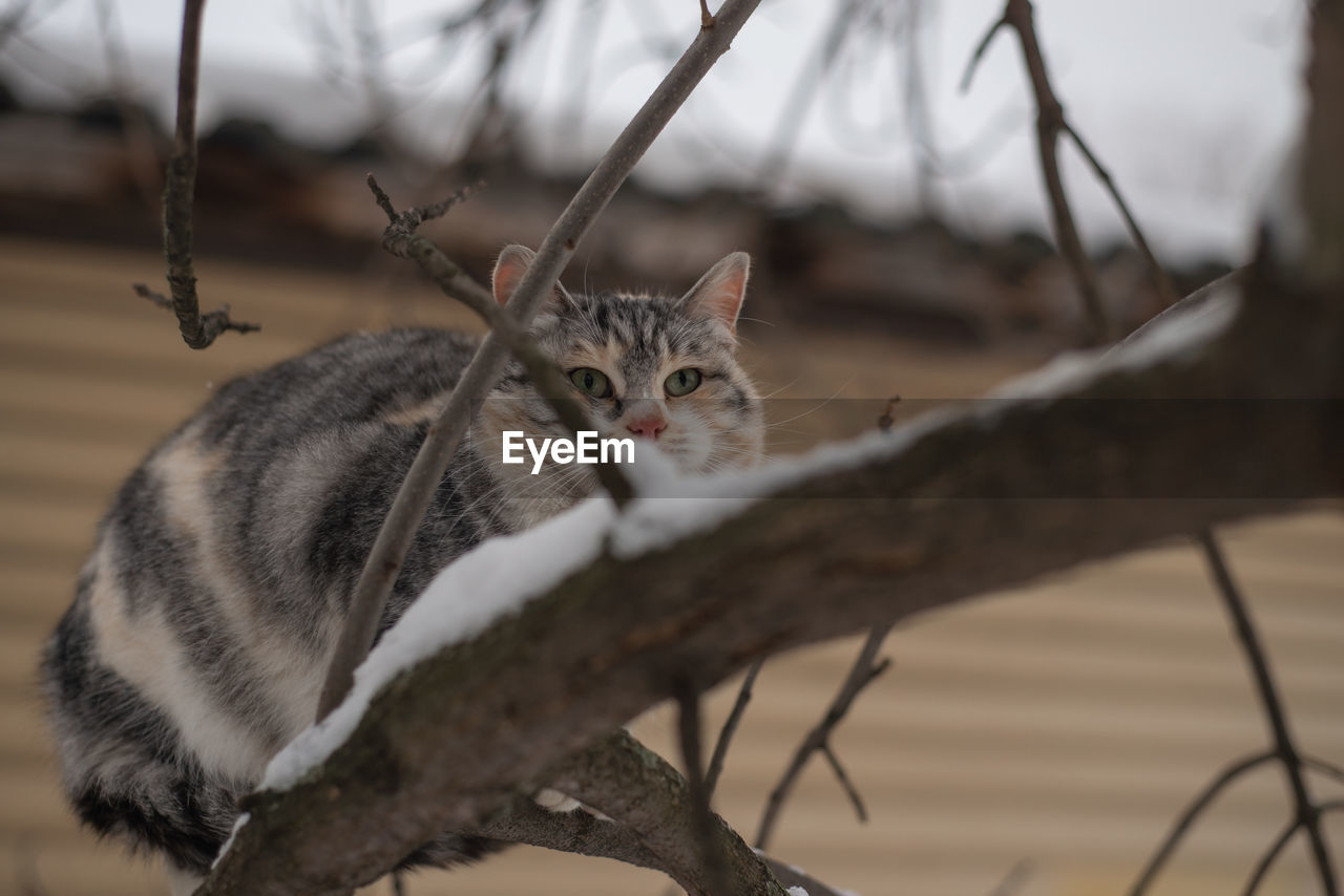 animal, animal themes, mammal, one animal, branch, cat, tree, feline, pet, whiskers, domestic cat, domestic animals, portrait, no people, close-up, looking at camera, wildlife, plant, nature, animal wildlife, carnivore, sitting, felidae