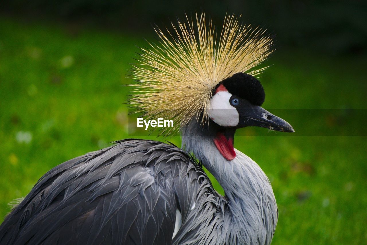 animal themes, animal, bird, animal wildlife, one animal, beak, wildlife, animal body part, nature, crane - bird, no people, close-up, portrait, focus on foreground, animal head, feather, outdoors, grass