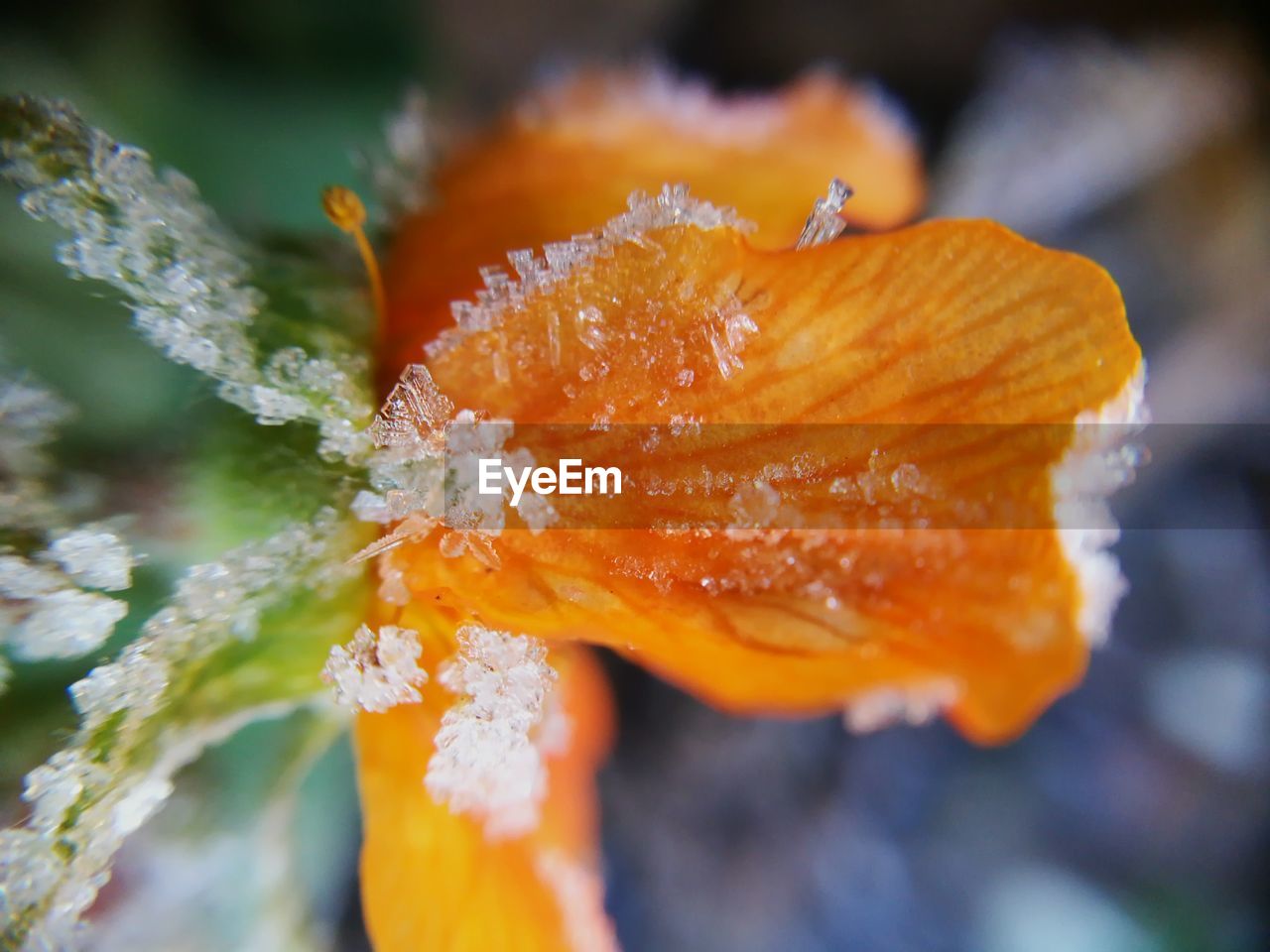 CLOSE-UP OF ORANGE FLOWER IN SUNLIGHT