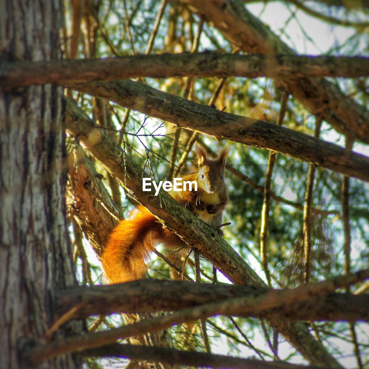 LOW ANGLE VIEW OF A MONKEY ON TREE