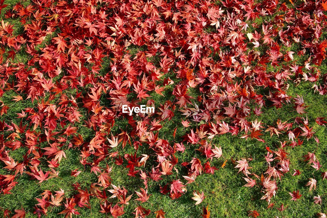 High angle view of leaves on grassy field