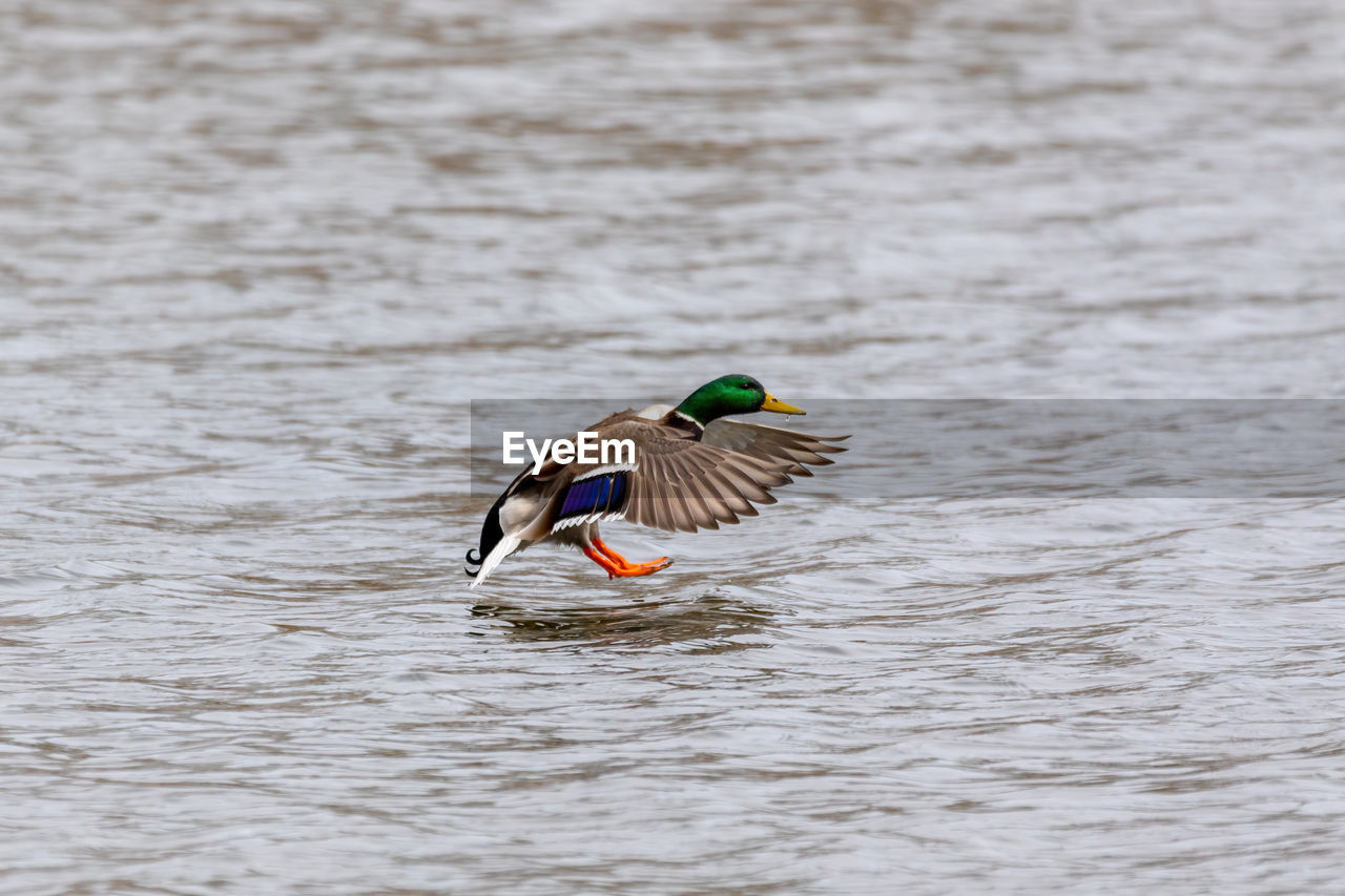 BIRD ON A LAKE