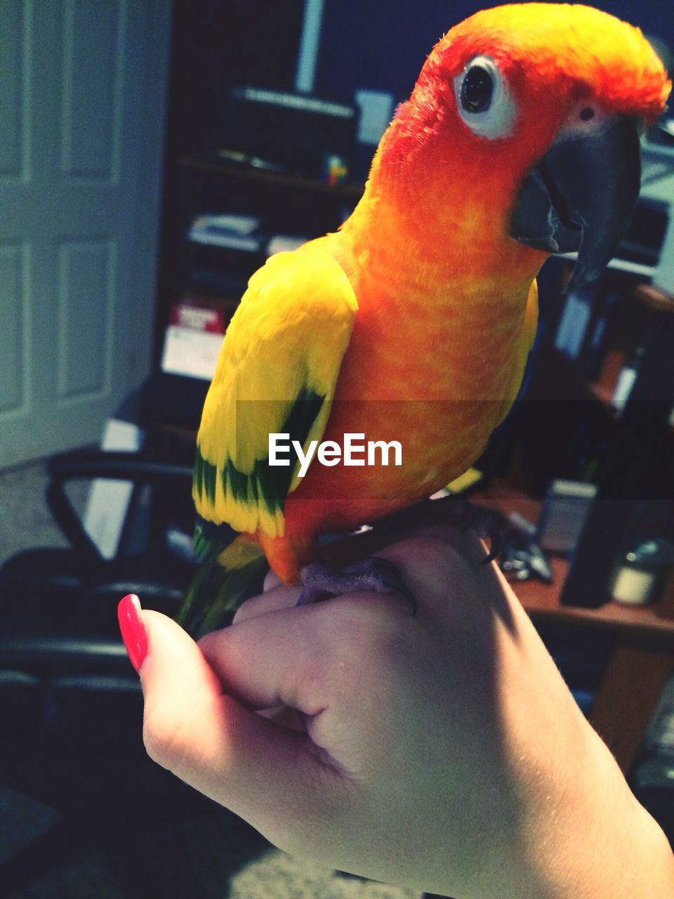 CLOSE-UP OF HAND HOLDING BIRD