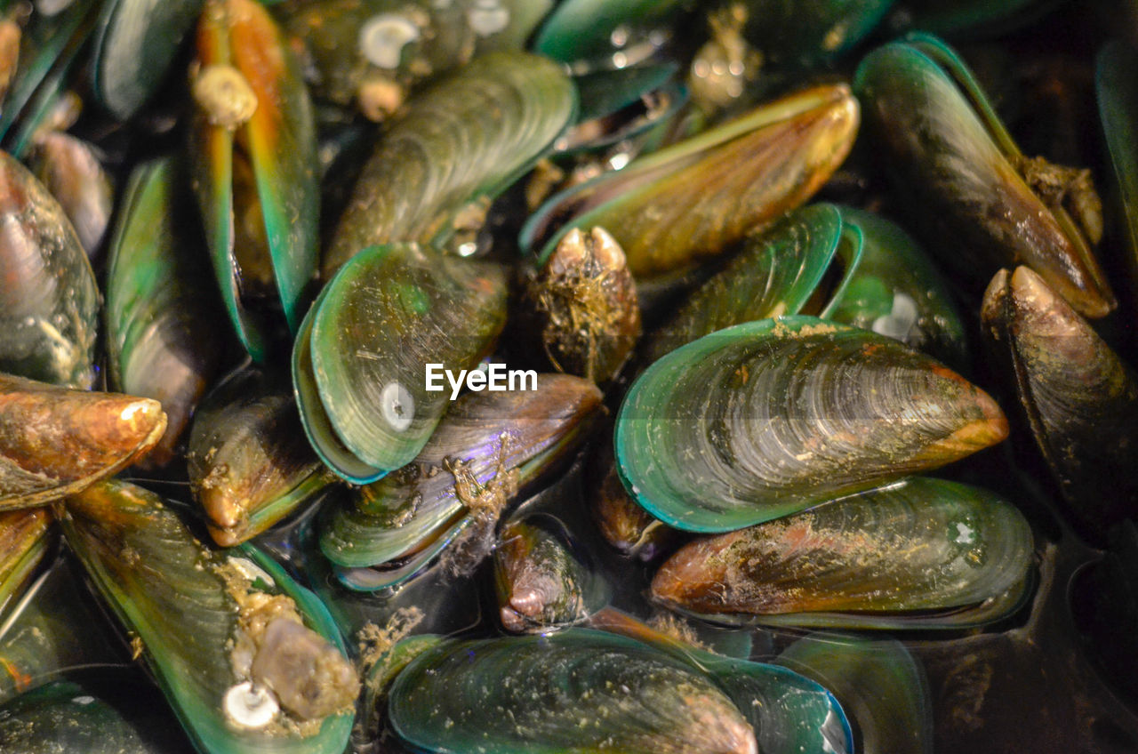 FULL FRAME SHOT OF FISHES