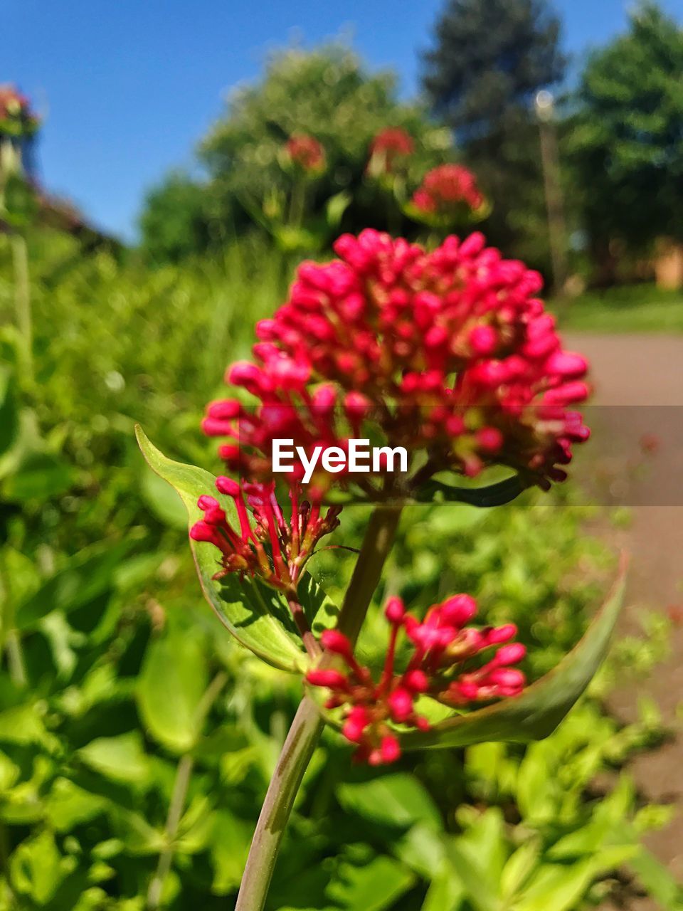 CLOSE-UP OF RED FLOWERS