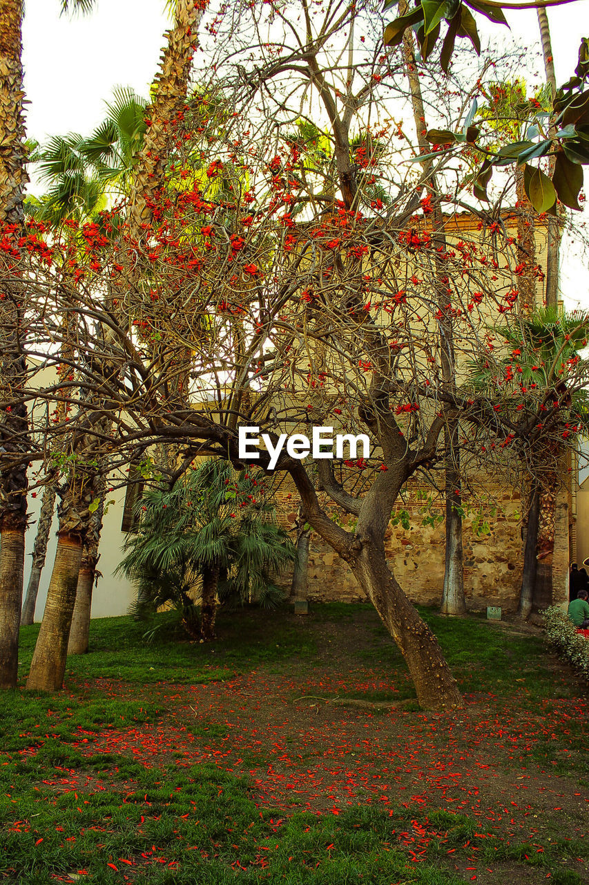 TREE IN PARK DURING AUTUMN