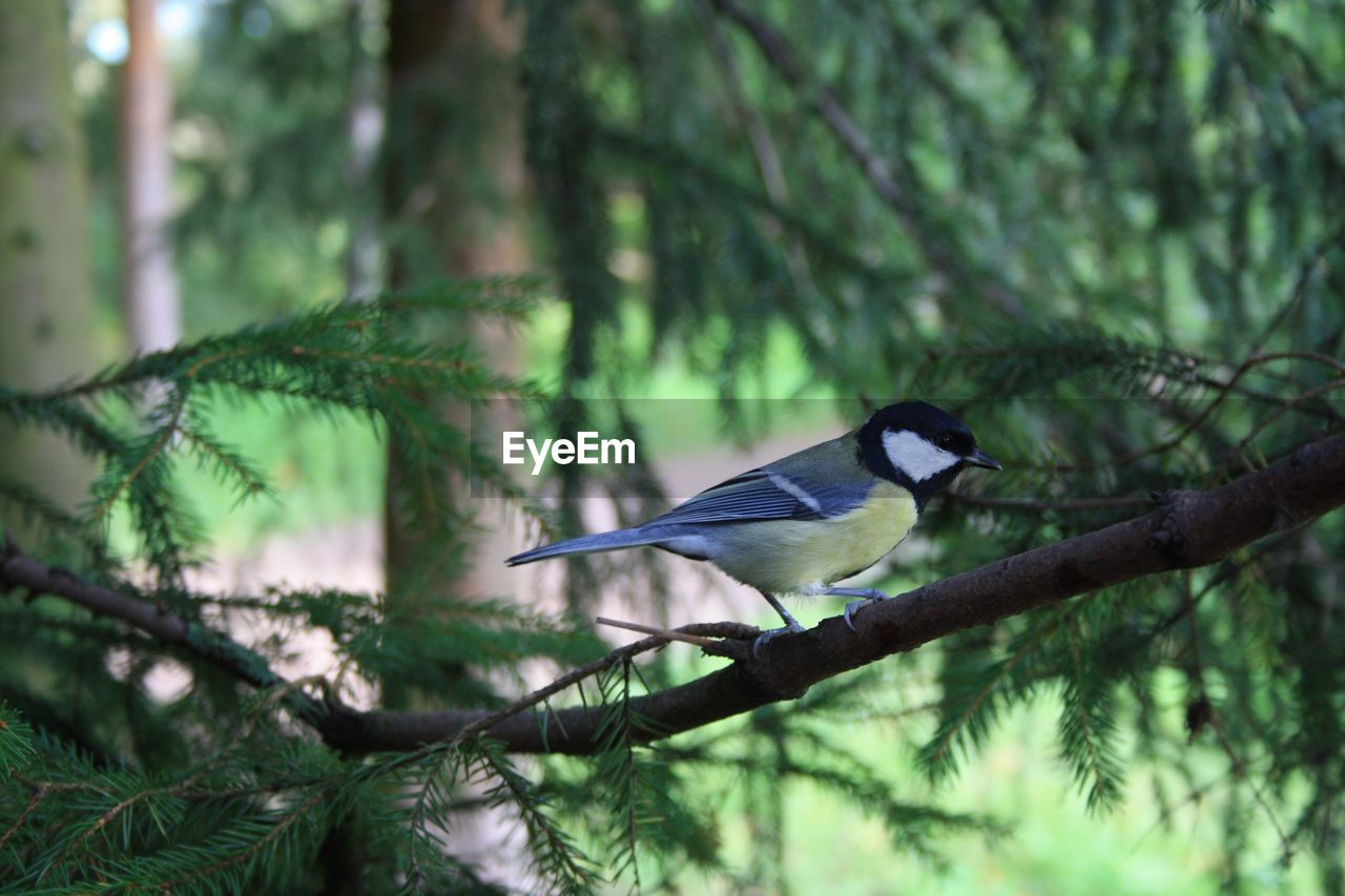 BIRD PERCHING ON TREE