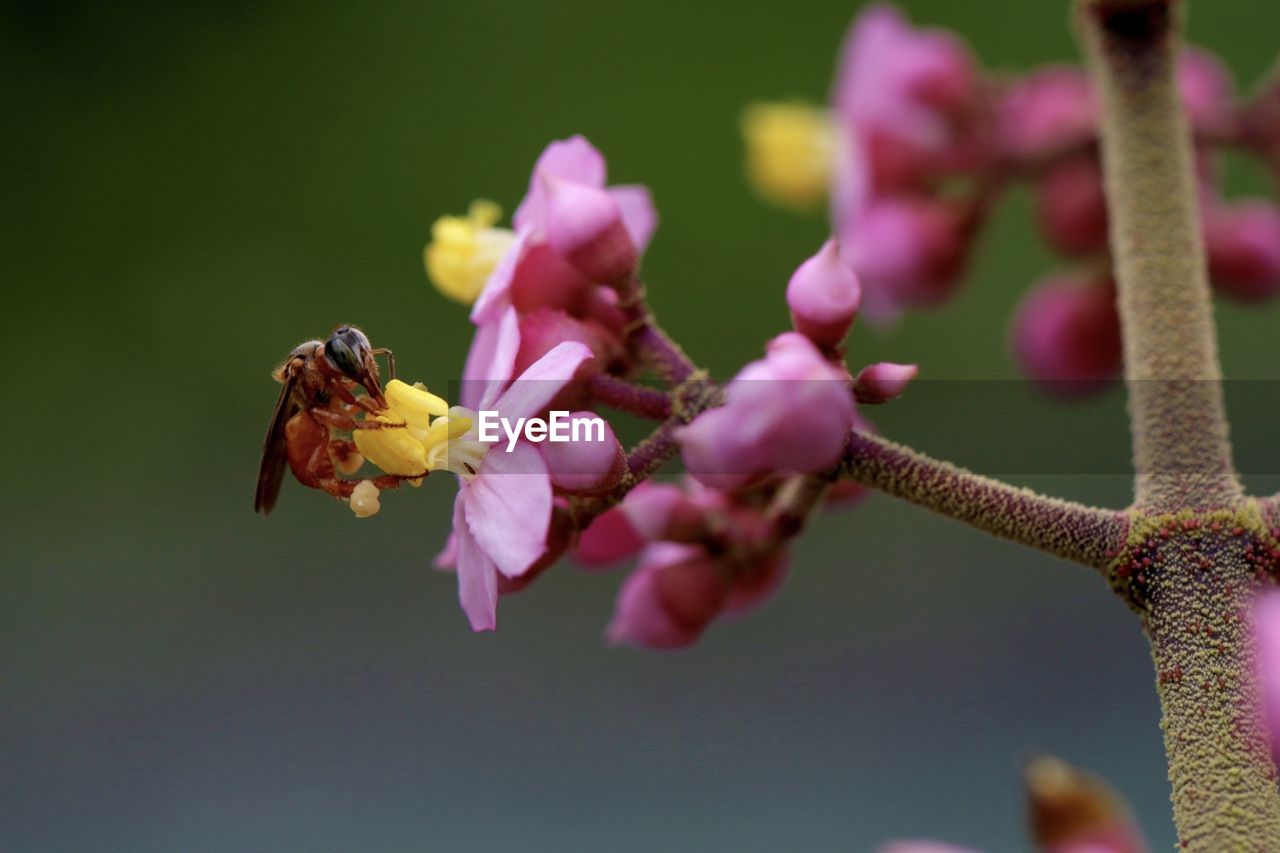 Close-up of bee on pink flowers