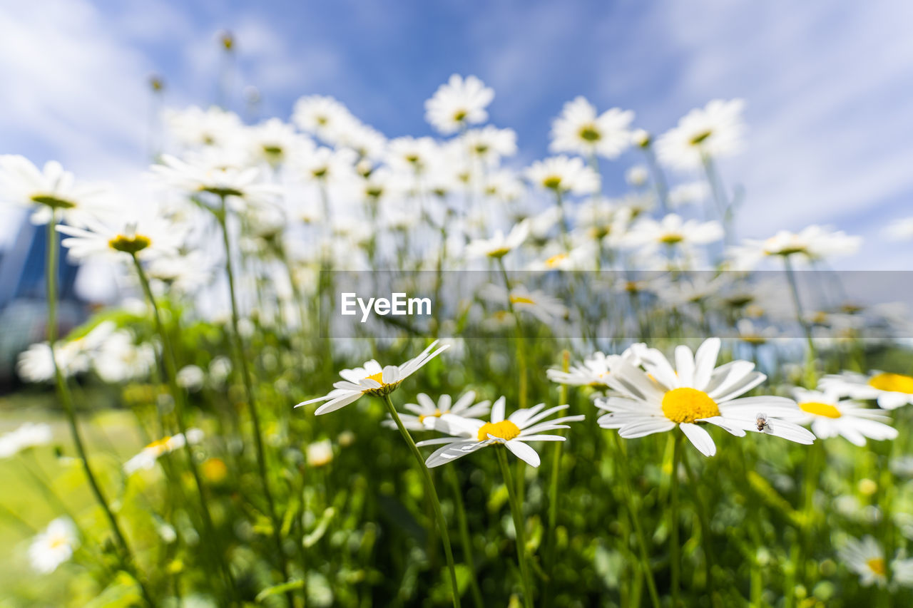 Bunch of flowers - daisies on a sunny summer day,princes island park, calgary, alberta, canada