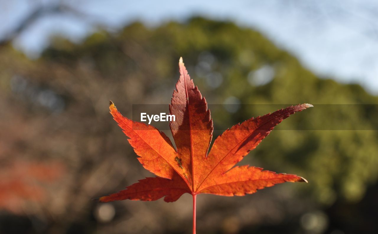 CLOSE-UP OF ORANGE MAPLE LEAVES ON PLANT