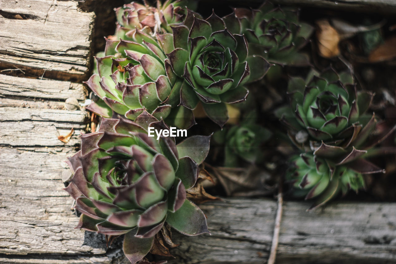 CLOSE-UP OF POTTED PLANT