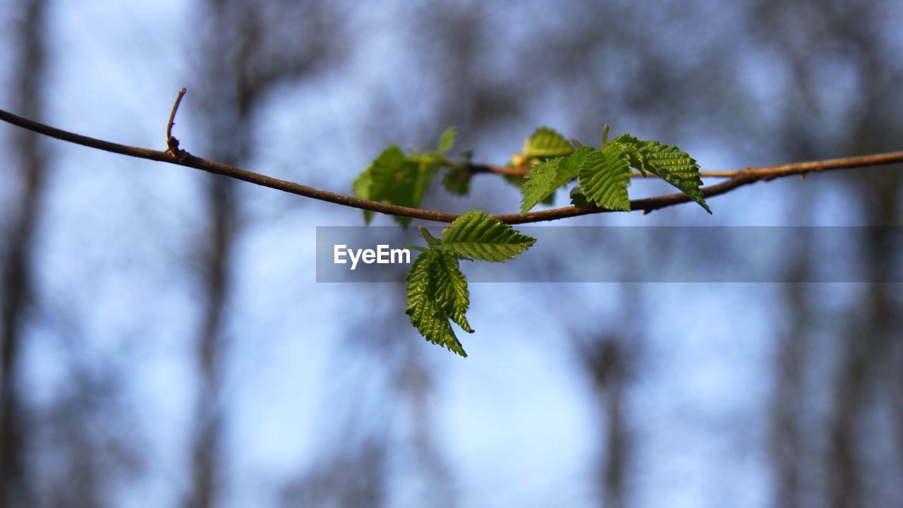 Close-up of leaves on branch