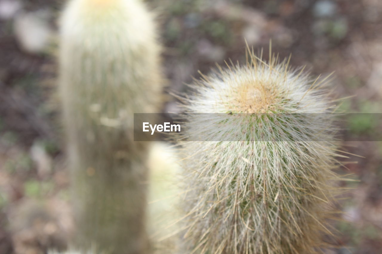 High angle view of cactuses growing on field