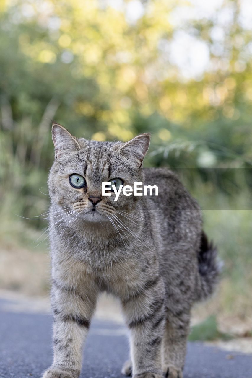 animal, animal themes, pet, mammal, cat, one animal, feline, domestic animals, domestic cat, portrait, looking at camera, wild cat, felidae, small to medium-sized cats, carnivore, no people, whiskers, standing, bobcat, young animal, front view, day, animal hair