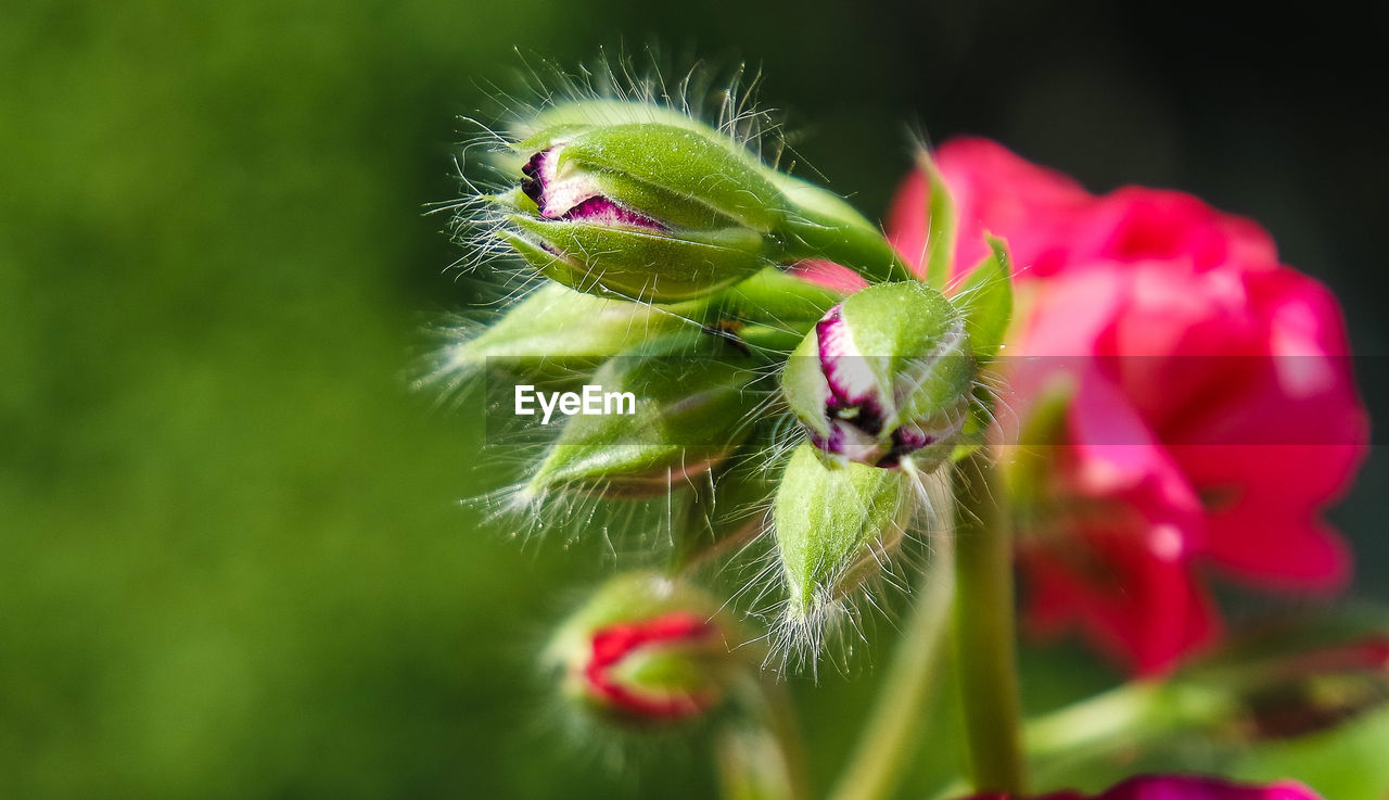 Close-up of pink flower buds