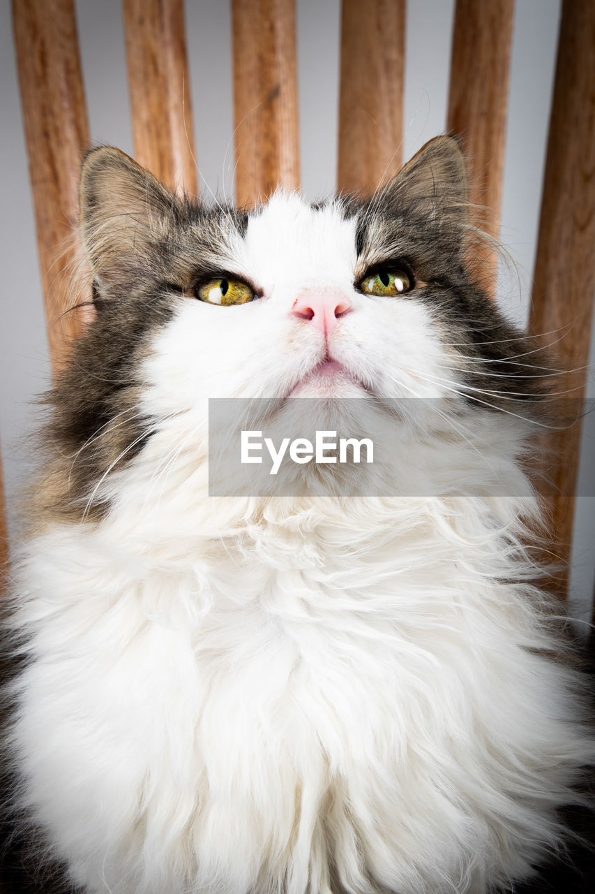 Close-up portrait of a cat