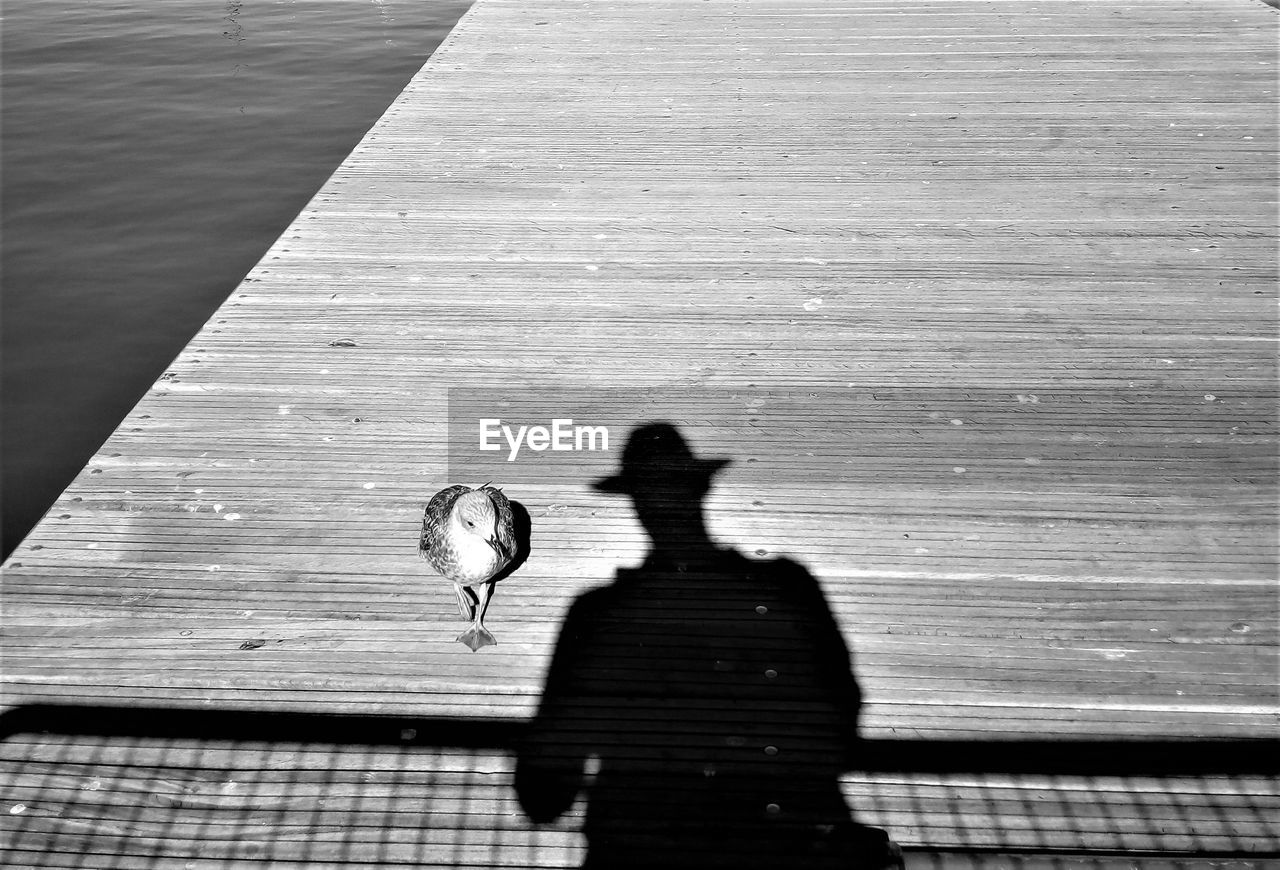 Shadow of man by bird on pier