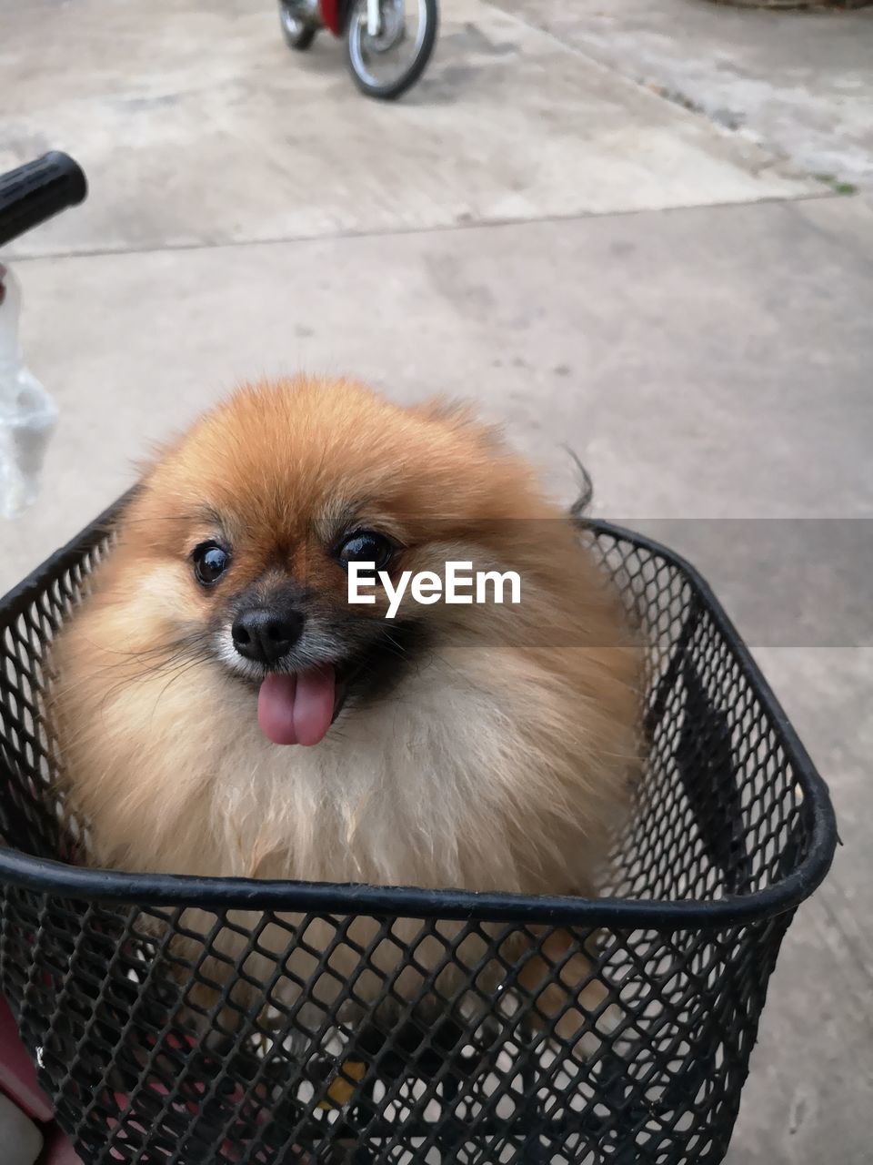 Cute dog in basket