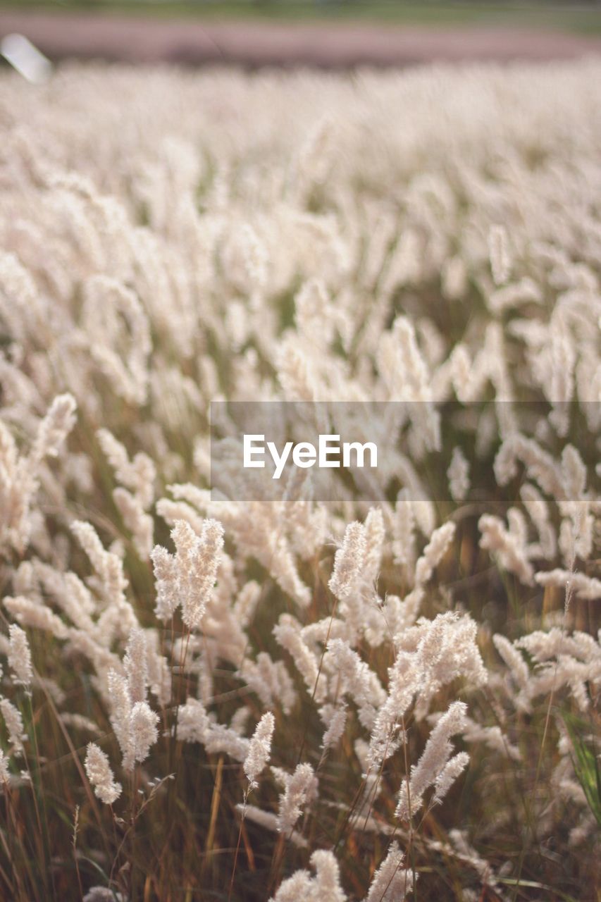 Close-up of white flowering plants on field