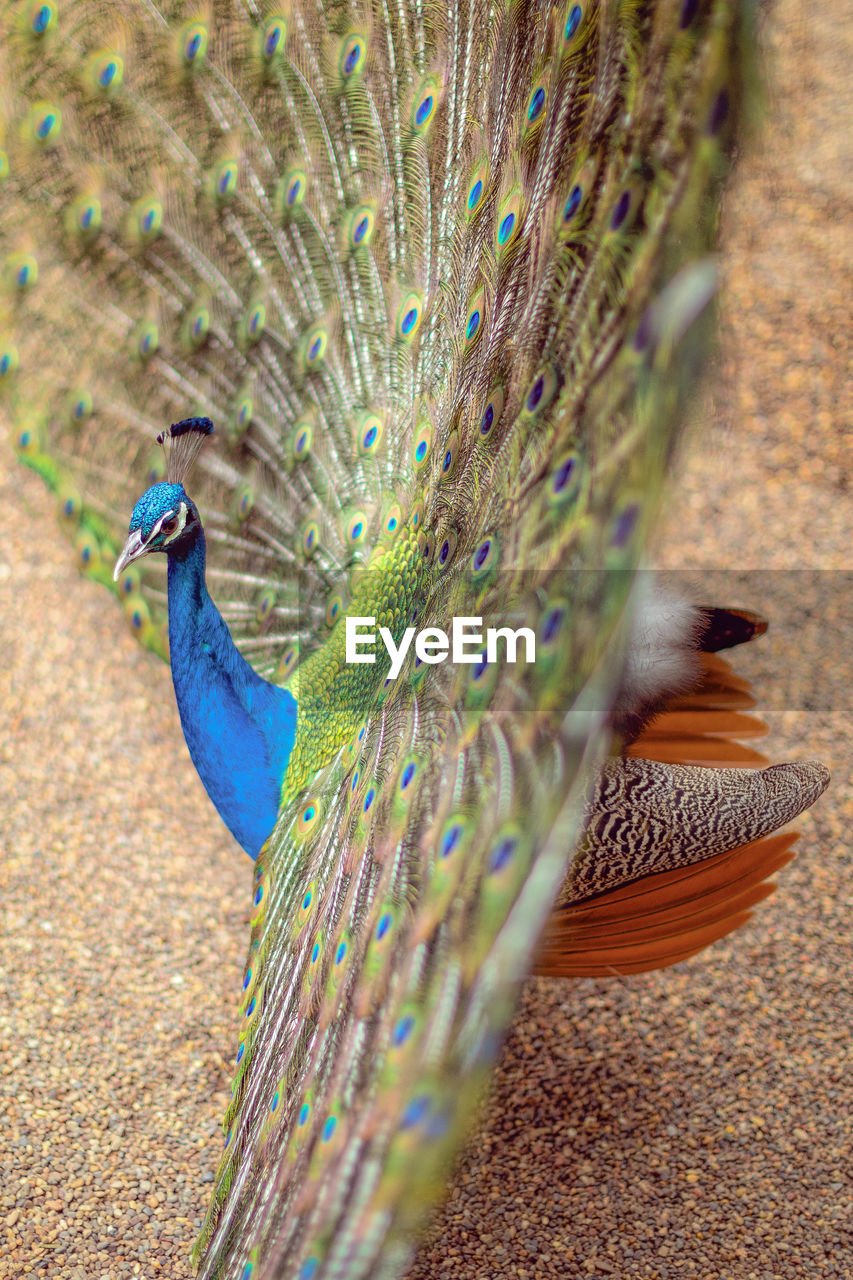 HIGH ANGLE VIEW OF PEACOCK ON THE GROUND