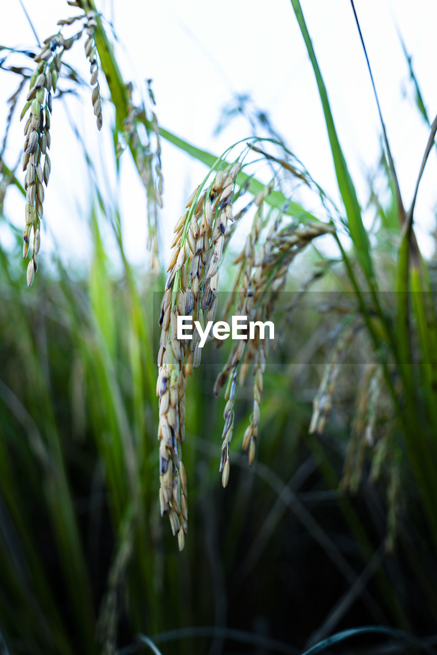 CLOSE-UP OF STALKS ON FIELD