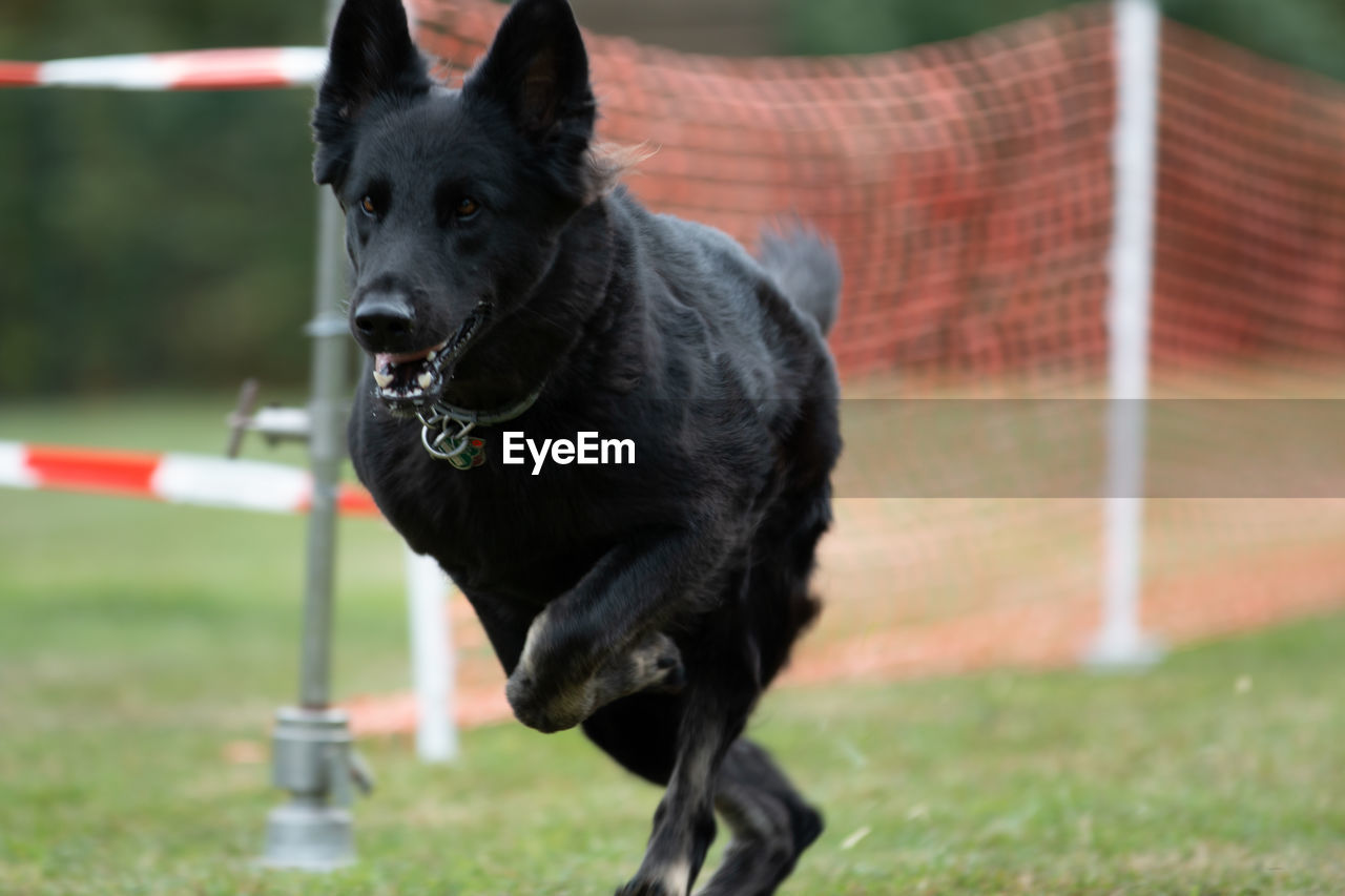 Dog looking away on field