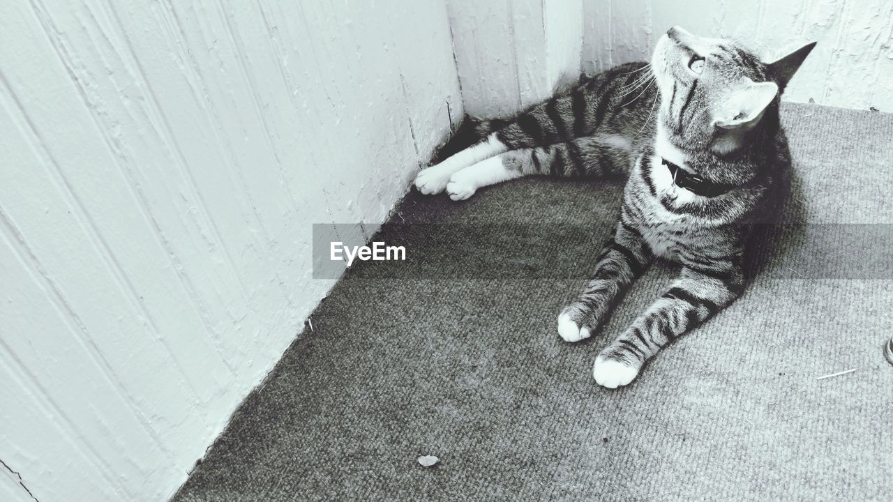 HIGH ANGLE VIEW OF CAT RELAXING AGAINST WALL