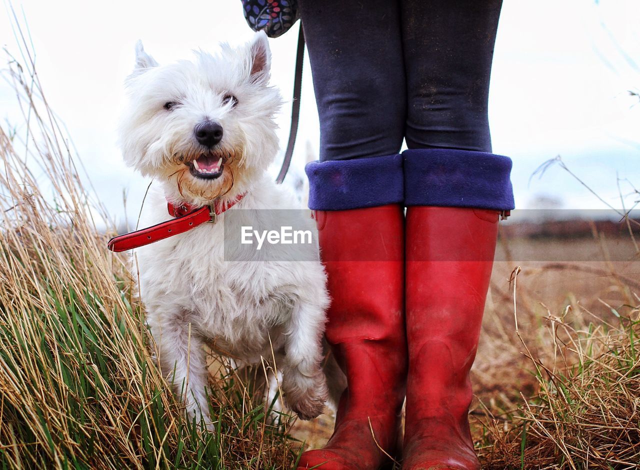 Person standing by west highland white terrier on field