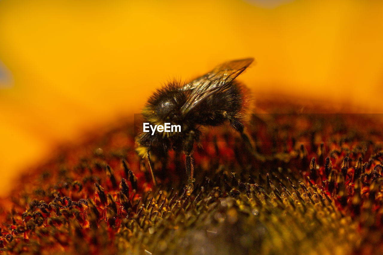 CLOSE-UP OF HONEY BEE ON FLOWER