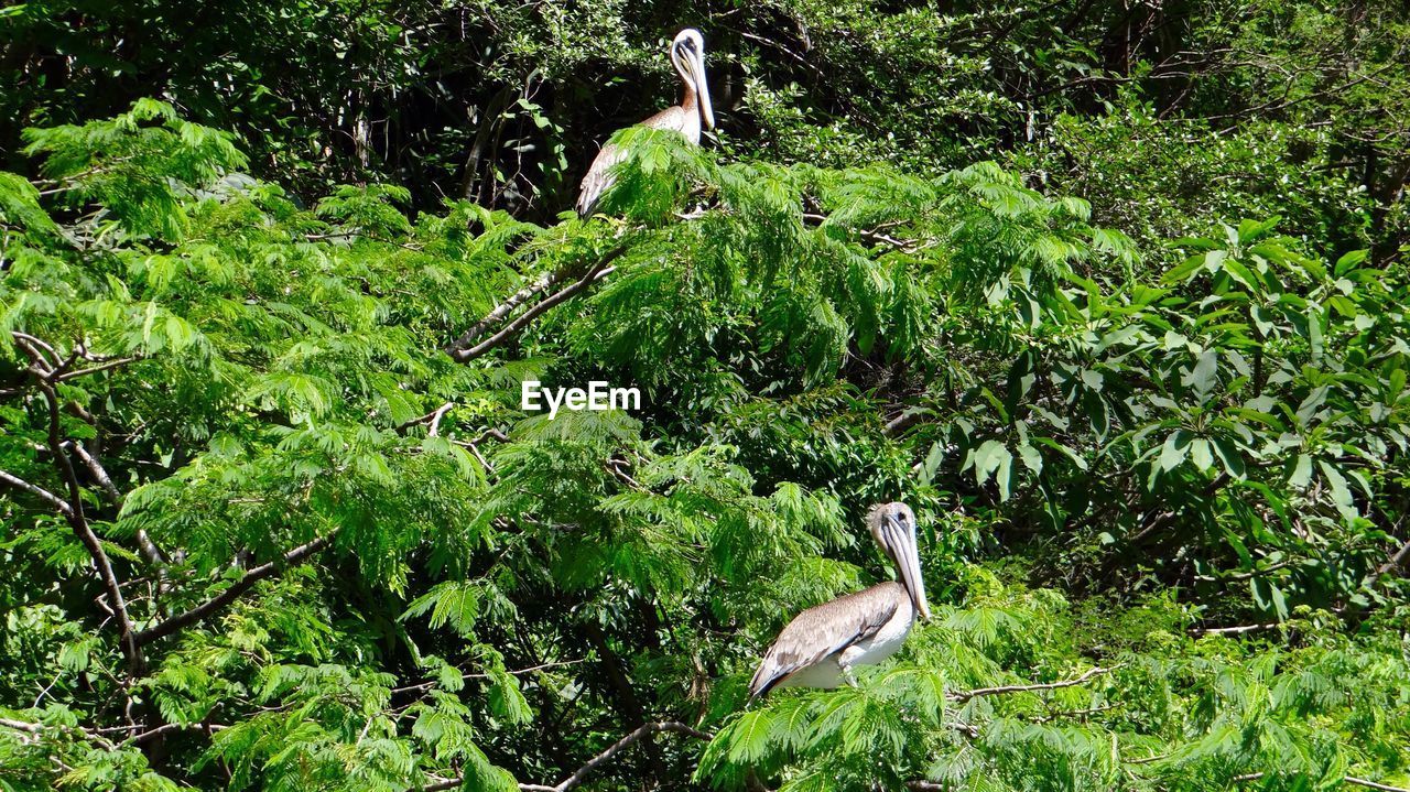 HERON PERCHING ON TREE IN FOREST