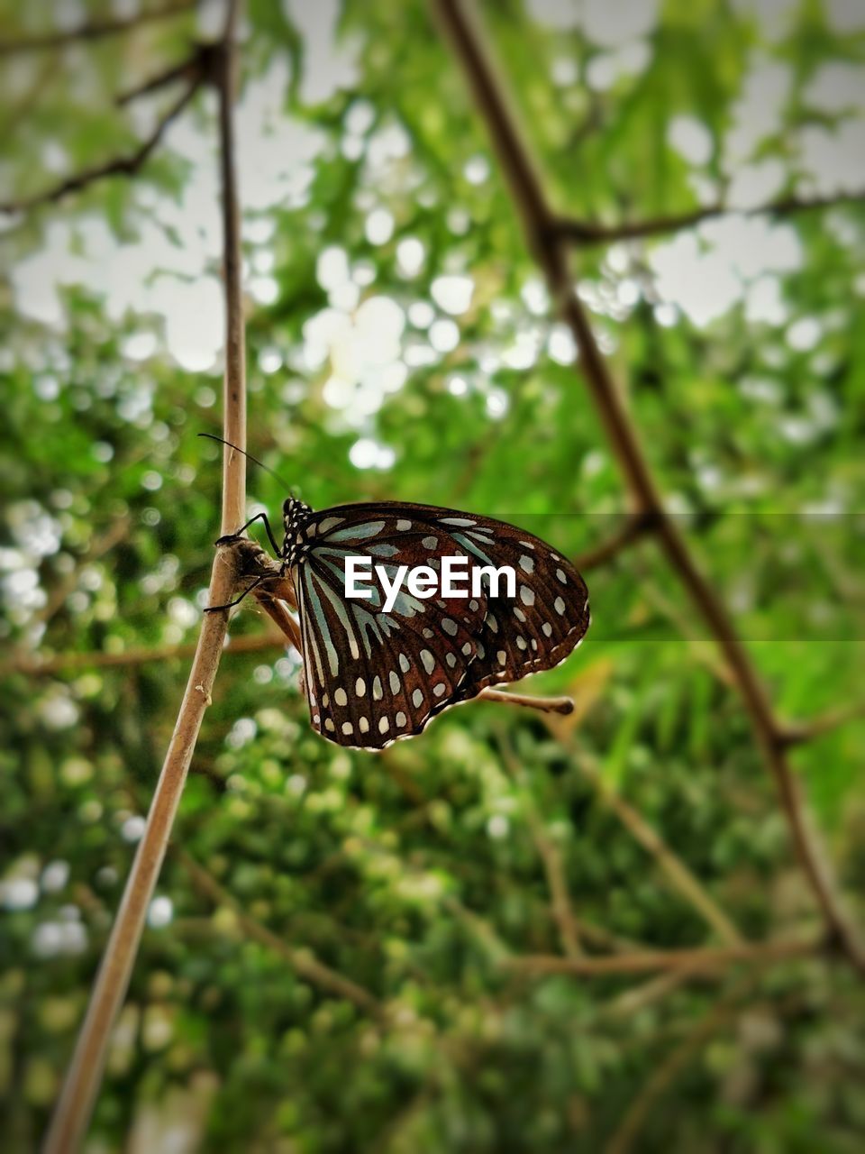 Close-up of butterfly on plant