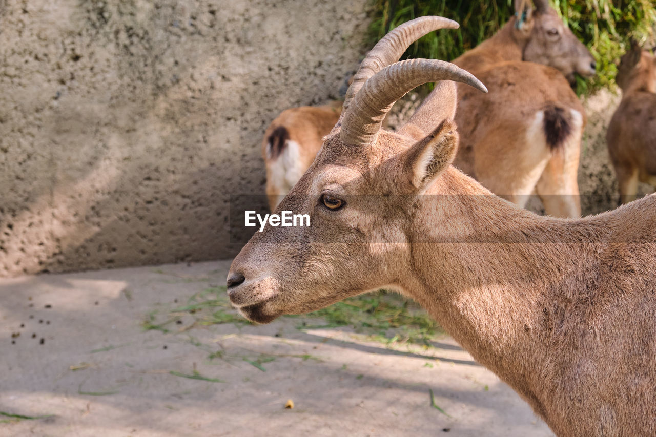 high angle view of deer