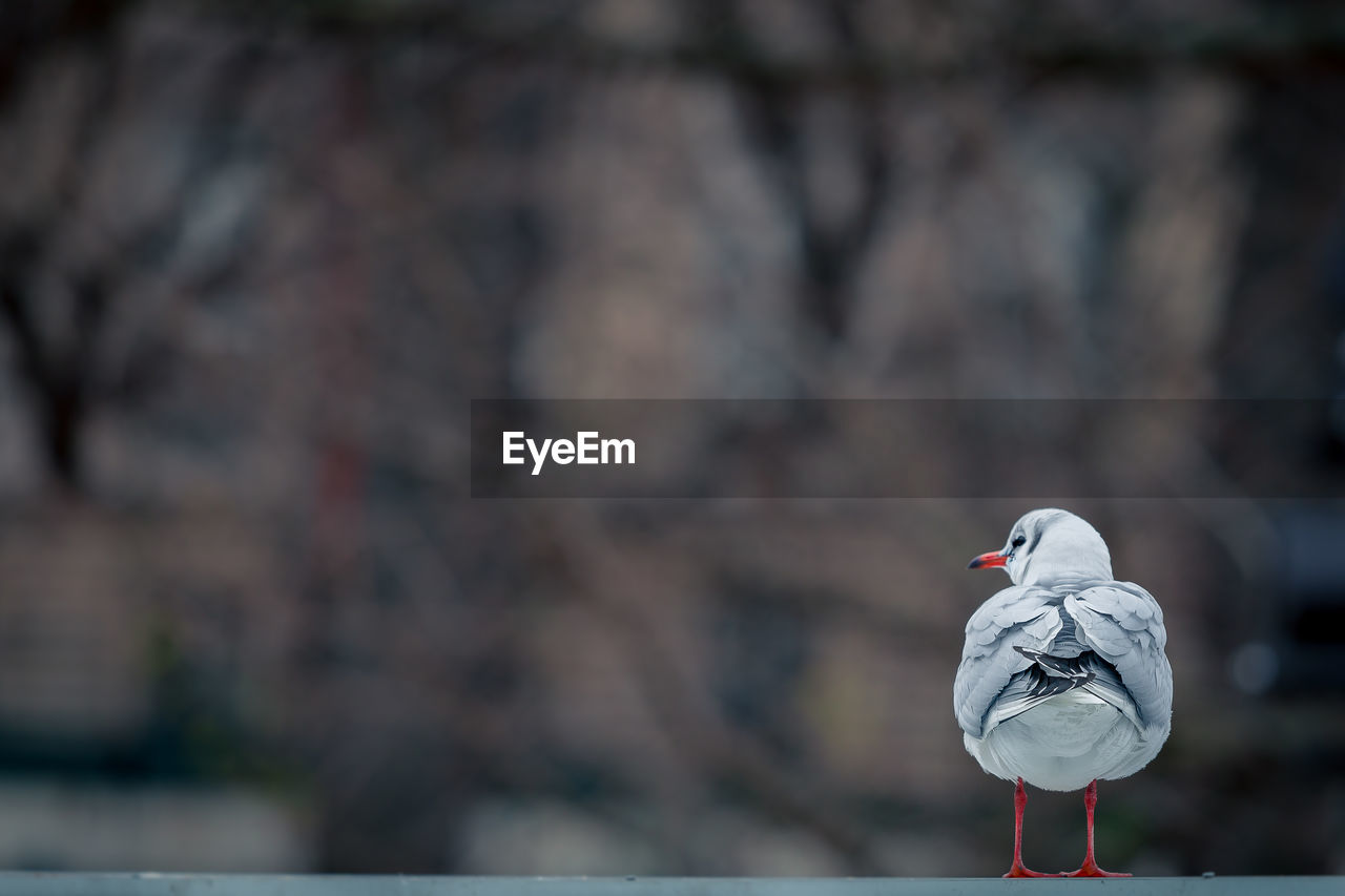 Rear view of a seagull against blurred background