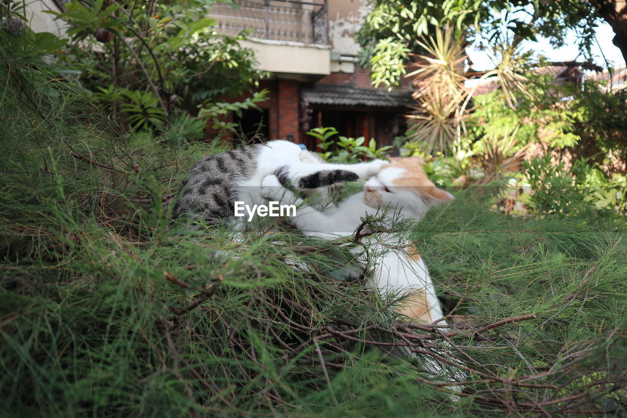 VIEW OF CATS ON GRASS