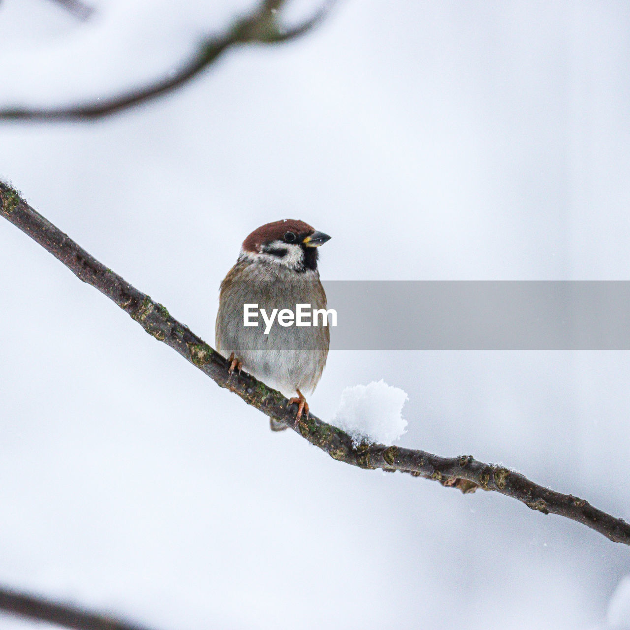 BIRD PERCHING ON A BRANCH