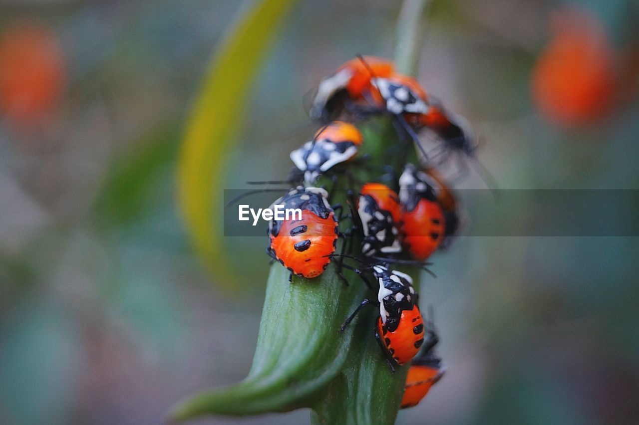 CLOSE-UP OF LADYBUG ON LEAF OUTDOORS